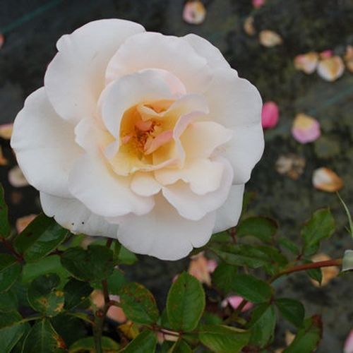 Egyesült Királyság, 1998 - Rózsa - Pearl Abundance® - Online rózsa vásárlás